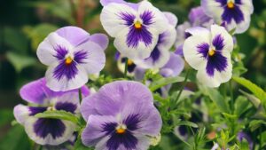 Sweet Faces of Summer - Pansy Flowers!
