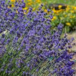 Lush lavender bush in the garden against a blurred background.