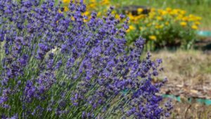 Lush lavender bush in the garden against a blurred background.