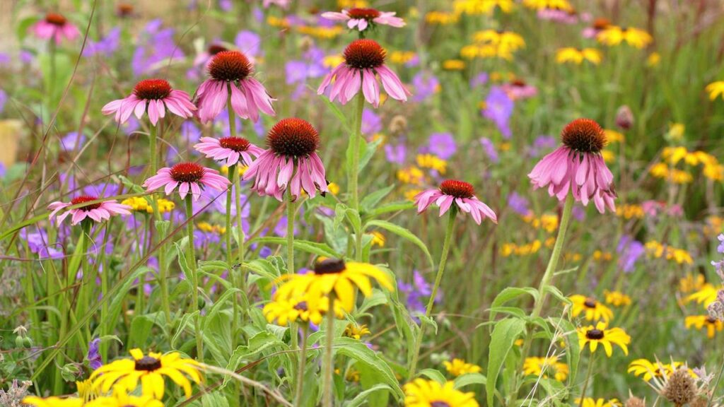 Gavel garden planting with yellow Rudbeckia fulgida var. deamii, pink Echinacea Magnus, mauve Geranium Gerwat and Stipa tenuissima feathergrass