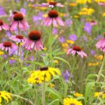 Gavel garden planting with yellow Rudbeckia fulgida var. deamii,  pink Echinacea Magnus, mauve Geranium Gerwat and Stipa tenuissima feathergrass