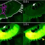 venus-flytrap-mechanosensor-revealed-unlocking-predator-secrets