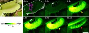 venus-flytrap-mechanosensor-revealed-unlocking-predator-secrets