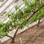 victorian-glasshouse-technique-boosts-peach-harvests-in-wet-climates