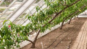 victorian-glasshouse-technique-boosts-peach-harvests-in-wet-climates