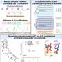 archaea-adapt-ribosomal-rna-for-survival-in-extreme-heat