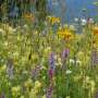 australian-woody-meadows-flourish-enhancing-urban-spaces
