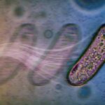 bacteria-discover-new-movement-methods-without-flagella