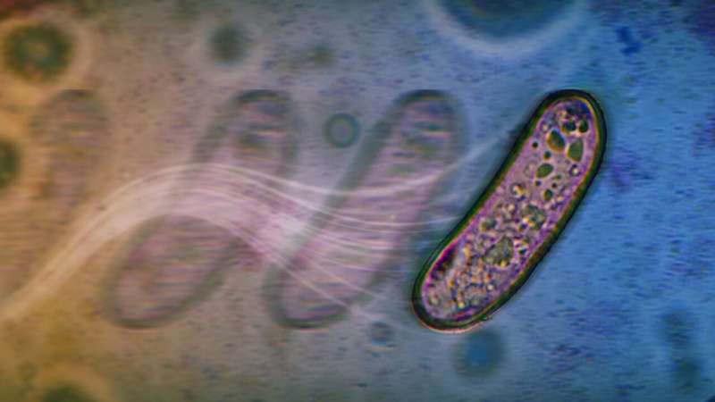 bacteria-discover-new-movement-methods-without-flagella