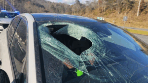 bald-eagle-drops-cat-on-driver-s-windshield-in-north-carolina