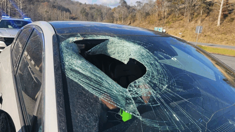 bald-eagle-drops-cat-on-driver-s-windshield-in-north-carolina