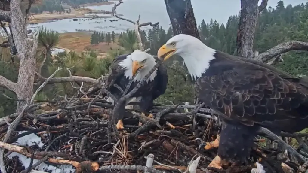 big-bear-eagles-jackie-and-shadow-achieve-record-stick-delivery