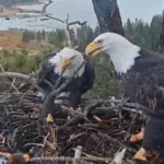 big-bear-eagles-jackie-and-shadow-achieve-record-stick-delivery