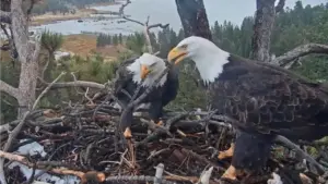 big-bear-eagles-jackie-and-shadow-achieve-record-stick-delivery