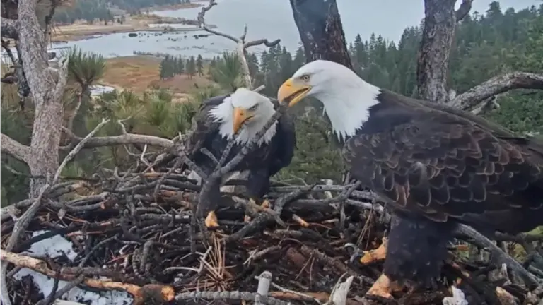 big-bear-eagles-jackie-and-shadow-achieve-record-stick-delivery