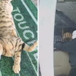 burglars-steal-pet-cat-tools-and-14k-from-south-la-barbershop