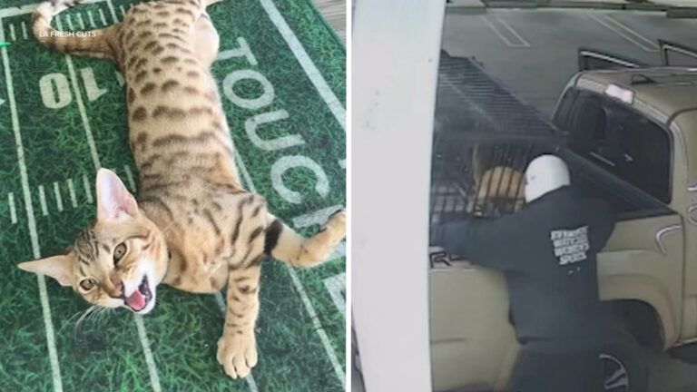 burglars-steal-pet-cat-tools-and-14k-from-south-la-barbershop