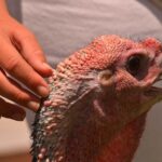 california-sanctuary-leads-movement-to-adopt-turkeys-for-thanksgiving