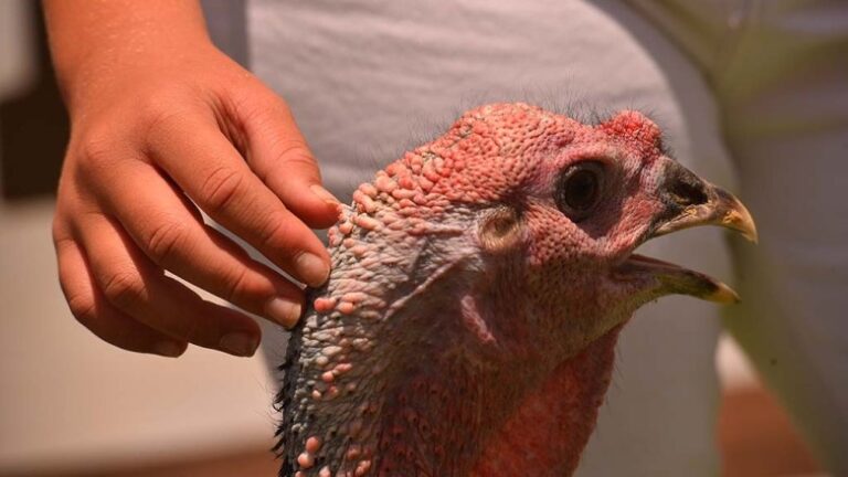 california-sanctuary-leads-movement-to-adopt-turkeys-for-thanksgiving