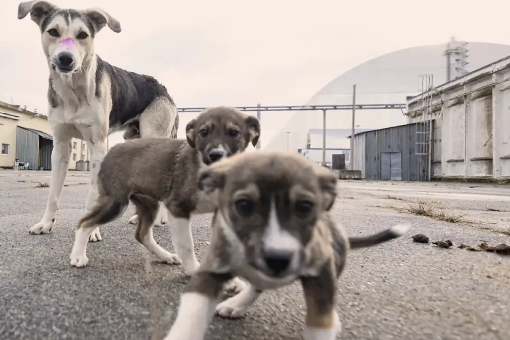 chornobyl-s-blue-dogs-spark-scientific-curiosity-and-discovery