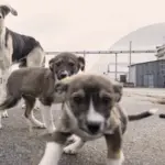 chornobyl-s-blue-dogs-spark-scientific-curiosity-and-discovery