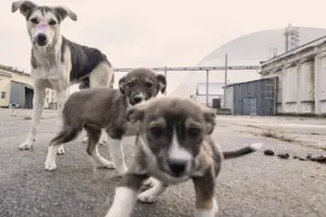 chornobyl-s-blue-dogs-spark-scientific-curiosity-and-discovery