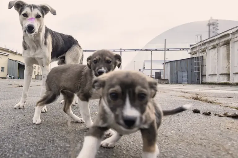 chornobyl-s-blue-dogs-spark-scientific-curiosity-and-discovery