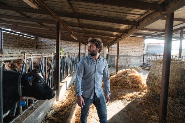 climate-change-threatens-italy-s-burrata-supply-urgent-adaptations-needed