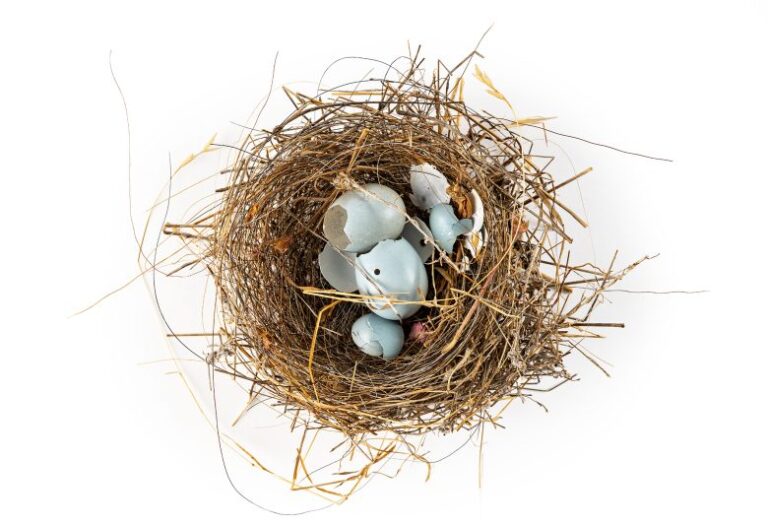 discover-exciting-new-exhibitions-at-san-francisco-museums-this-november