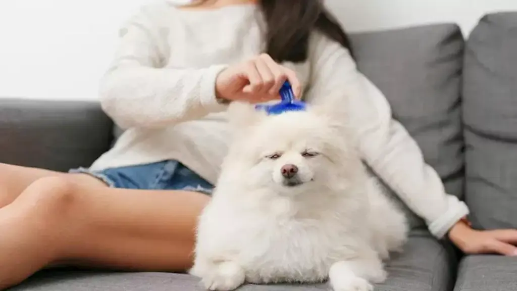 discover-the-right-dog-brush-to-keep-your-pet-s-coat-healthy
