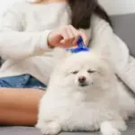 discover-the-right-dog-brush-to-keep-your-pet-s-coat-healthy