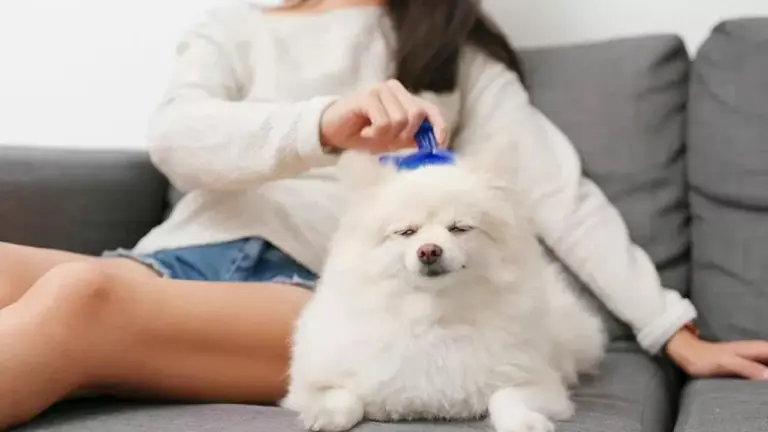 discover-the-right-dog-brush-to-keep-your-pet-s-coat-healthy