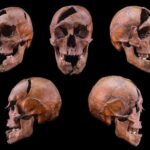dna-analysis-unveils-identity-of-medieval-royalty-and-violent-demise