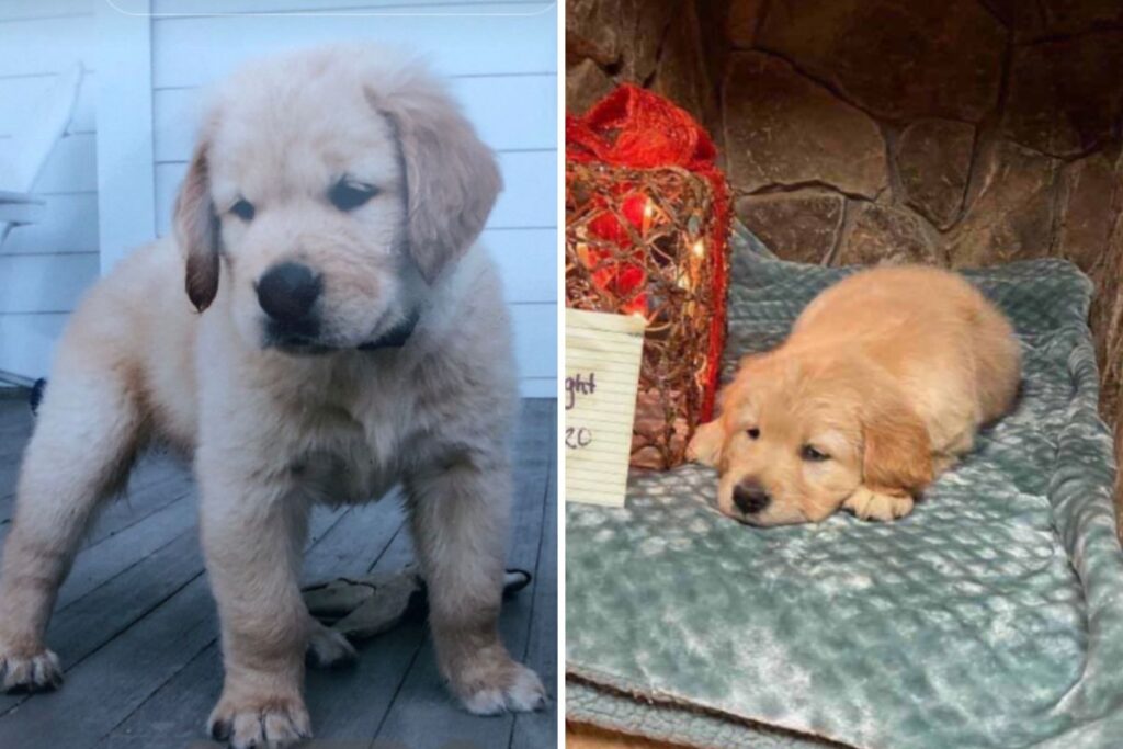 dna-test-reveals-shocking-truth-about-woman-s-golden-retriever
