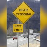 elderly-couple-injured-as-bear-invades-home-in-nevada