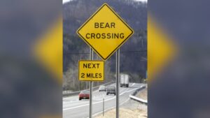 elderly-couple-injured-as-bear-invades-home-in-nevada