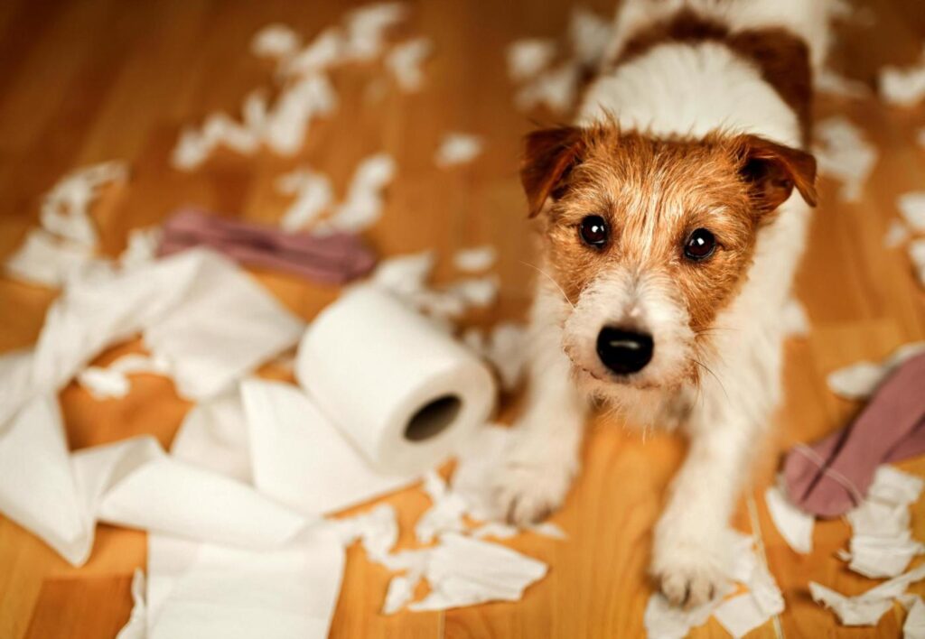 energize-your-dog-expert-tips-for-managing-hyperactivity