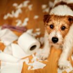 energize-your-dog-expert-tips-for-managing-hyperactivity