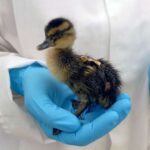 eu-considers-ban-as-research-reveals-pfas-impact-on-ducklings