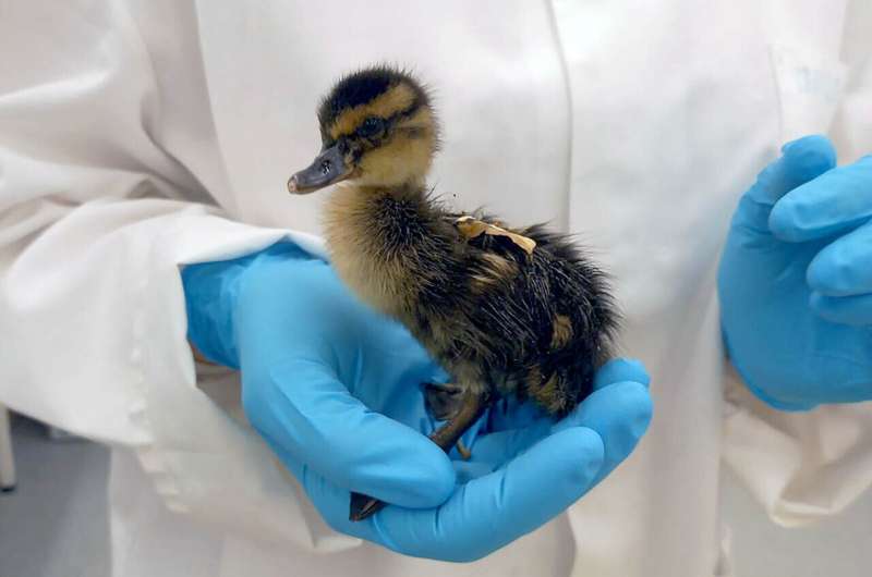 eu-considers-ban-as-research-reveals-pfas-impact-on-ducklings