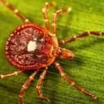 first-death-linked-to-alpha-gal-syndrome-raises-alarm-over-tick-allergy