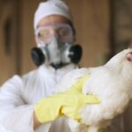 first-human-fatality-linked-to-rare-h5n5-bird-flu-strain