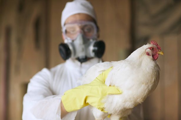 first-human-fatality-linked-to-rare-h5n5-bird-flu-strain