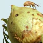 gene-editing-revolutionizes-pest-control-in-agriculture
