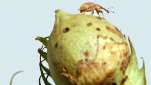 gene-editing-revolutionizes-pest-control-in-agriculture