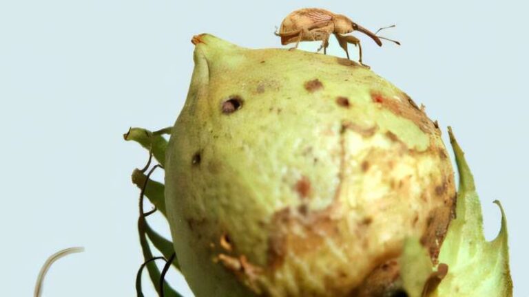 gene-editing-revolutionizes-pest-control-in-agriculture