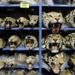 global-tiger-trafficking-crisis-deepens-as-seizures-rise