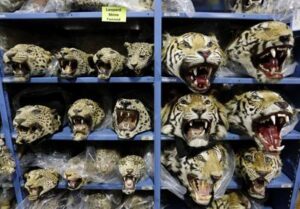 global-tiger-trafficking-crisis-deepens-as-seizures-rise