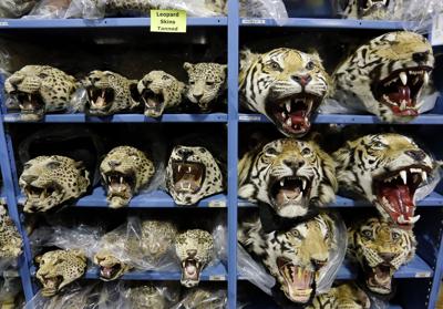 global-tiger-trafficking-crisis-deepens-as-seizures-rise