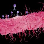 Bacteriophages infecting E. coli bacterium, illustration